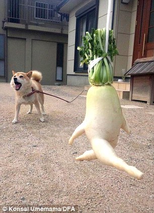 I'm out of here! The vegetable flees a barking dog intent on a healthy snack