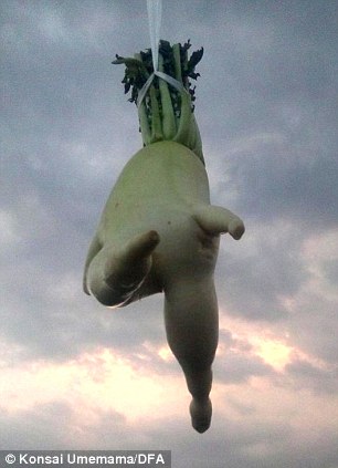 Defying gravity: Such is the veg's popularity it is now being used to promote goods from Hyogo