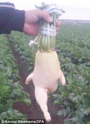 Defying gravity: Such is the veg's popularity it is now being used to promote goods from Hyogo