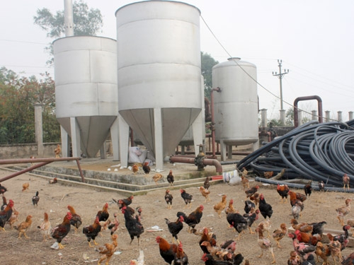 Nhà máy nước thôn Quảng Nguyên, xã Quảng Phú Cầu, huyện Ứng Hòa - Hà Nội thành nơi nuôi gà