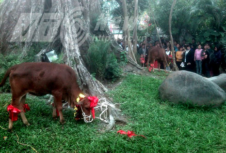 Nhảm nhí 'rắn thần' hiển linh chỉ kho báu cho dân làng