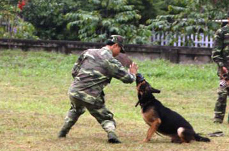 
	Một chú chó nghiệp vụ đánh võ... xã giao.