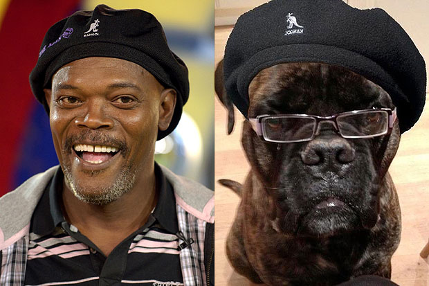 Samuel l. Jackson and lookalike dog