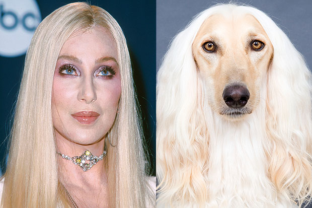 Cher and lookalike dog