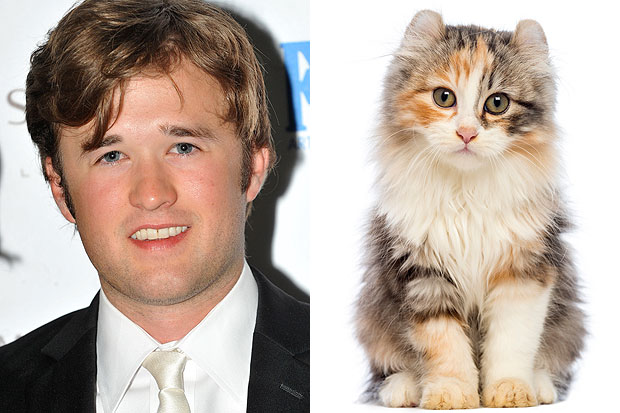 Haley Joel Osment and lookalike kitten