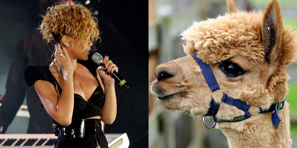 Beyonce and lookalike camel