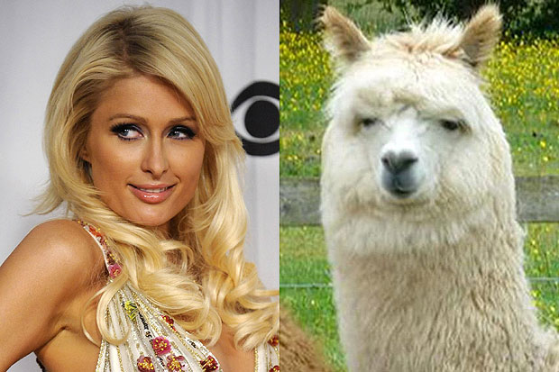 Paris Hilton and Llama