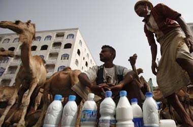 Pakistan: Sữa lạc đà - "Thần dược" mới của đàn ông