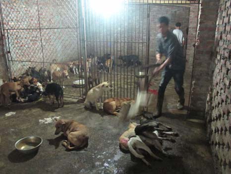 Chuyện khó tin ở ngôi làng giết chó lớn nhất Việt Nam