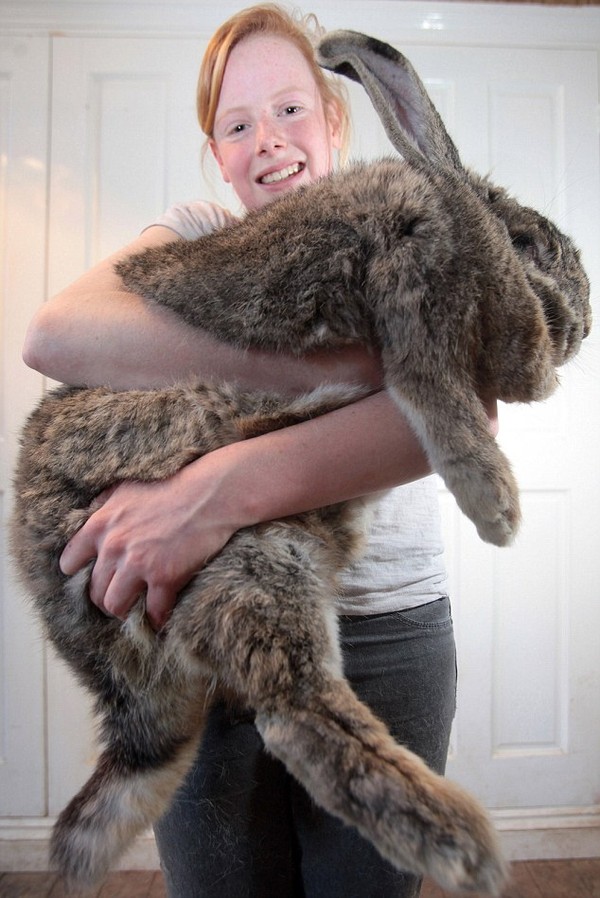 Anh: Chú thỏ "bự con" nhất thế giới 2