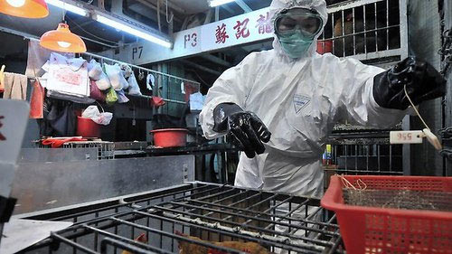 
	Cúm A/H7N9 có thể bùng phát thành đại dịch