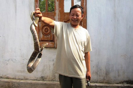 Giới thiệu rắn hổ mang trâu với khách.