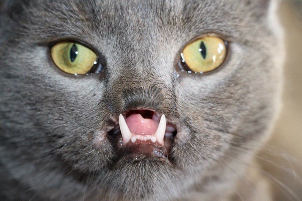 Chú mèo đáng yêu có hàm răng giống… ma cà rồng 1