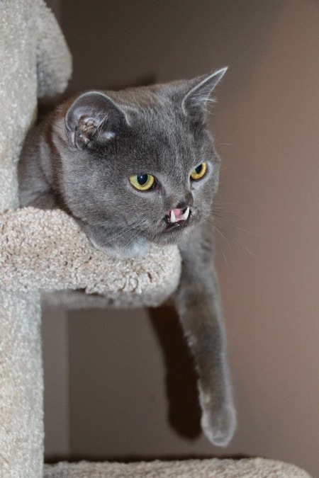 Chú mèo đáng yêu có hàm răng giống… ma cà rồng 3