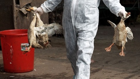 h7n9, nhiễm bệnh, Thượng Hải, bồi thường, chẩn đoán, nhầm, bác sĩ