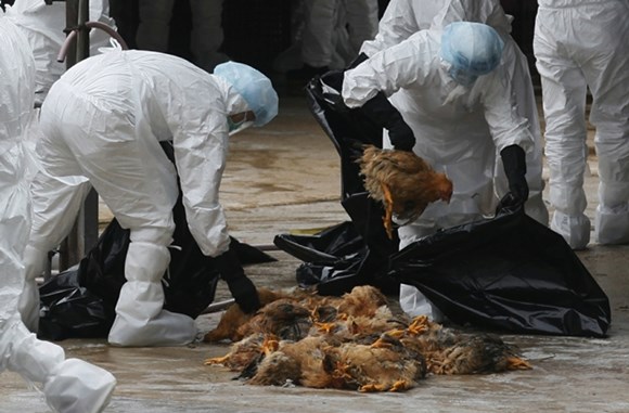 Xuất hiện ca tử vong do cúm A/H5N1 tại Đồng Tháp