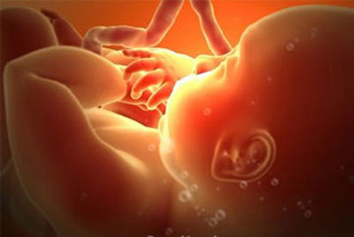 Khám phá sự hình thành giới tính thai nhi - 1
