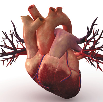 Tay vẽ trái tim con người Vector có sẵn miễn phí bản quyền 236381236   Shutterstock