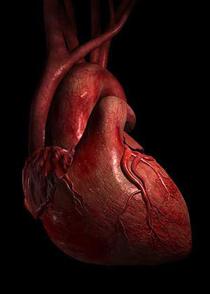 Những điều ít biết về quả tim người  VnExpress