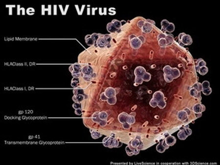Phát hiện độc tố giúp cải thiện sự miễn dịch với HIV