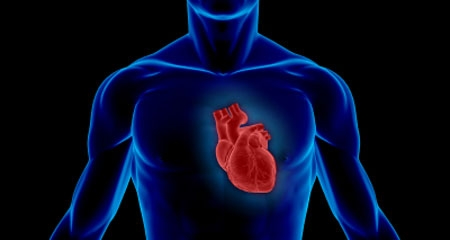 trái tim, gen Meis1, tan nát, ngăn cản, tự phục hồi, bệnh suy tim