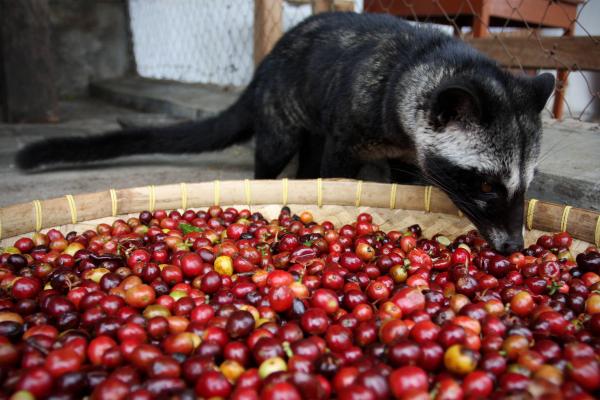 'Chiêu độc' kinh doanh kiếm bộn tiền