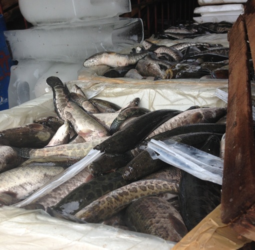 Tuồn gần nửa tấn ếch, cá quả Trung Quốc về Hà Nội