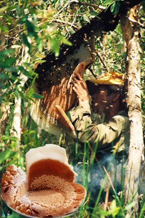
	Thợ săn ong trong rừng U Minh.