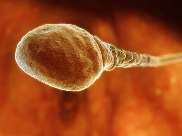 "Soi" quá trình thụ thai dưới ống kính hiển vi 2
