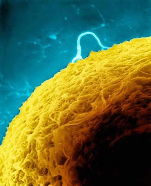 "Soi" quá trình thụ thai dưới ống kính hiển vi 6
