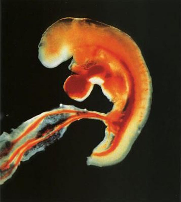 "Soi" quá trình thụ thai dưới ống kính hiển vi 9