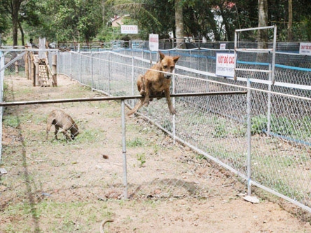 Chó Phú Quốc nhảy vượt chướng ngại vật trong một thi đua chó