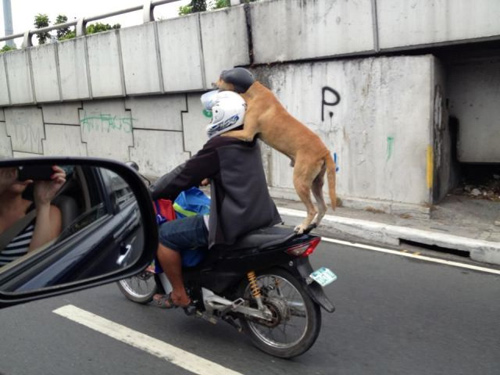 Chùm ảnh: Khó đỡ với những người thích...chơi trội