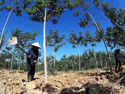 Bầu Đức: 'Trồng cao su từ đất rừng buộc phải khai hoang, chặt cây'