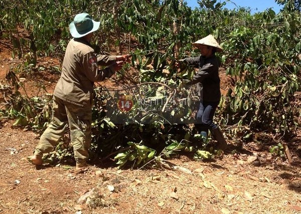 Khi sao Việt tập làm nông dân "chân đất" 1