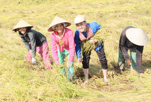 Khi sao Việt tập làm nông dân "chân đất" 10