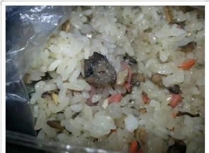 Đầu chuột nằm trong suất ăn 