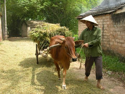 Mối lo làng quê: Nằng nặc xin trả ruộng