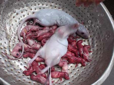 Rợn người đặc sản cường dương từ bào thai và động vật