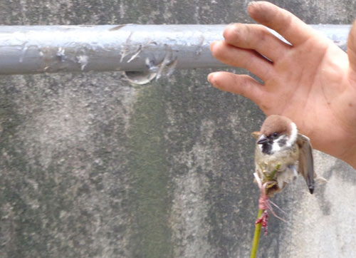 Dùng điện thoại, keo dính chuột tàn sát chim ở Đà Lạt