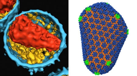 HIV, lớp vỏ protein, capsid, giải mã, cấu trúc