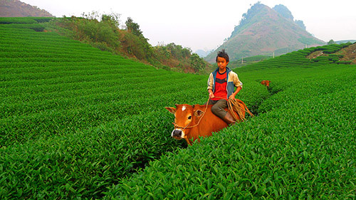 
	Một cậu bé chăn bò ngày hè tại Mộc Châu, Sơn La.