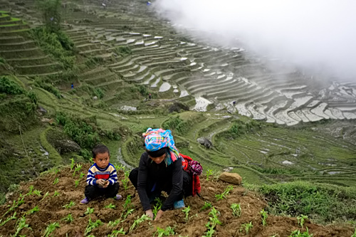 
	Một em nhỏ tại Y Tý, Lào Cai theo mẹ lên nương.