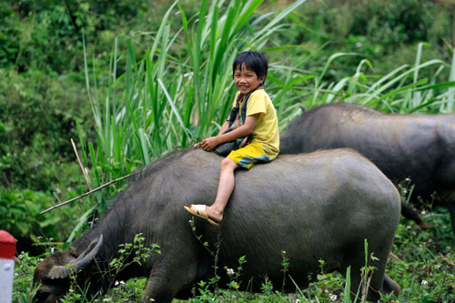 
	Trẻ em vùng cao, ngày 2 buổi lên nương, chăn trâu, cắt cỏ.