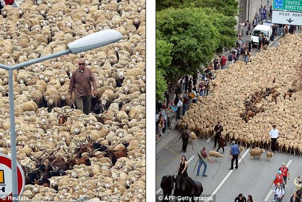 Người phụ nữ dẫn 3.000 chú cừu lừng lững tiến vào đường phố 2