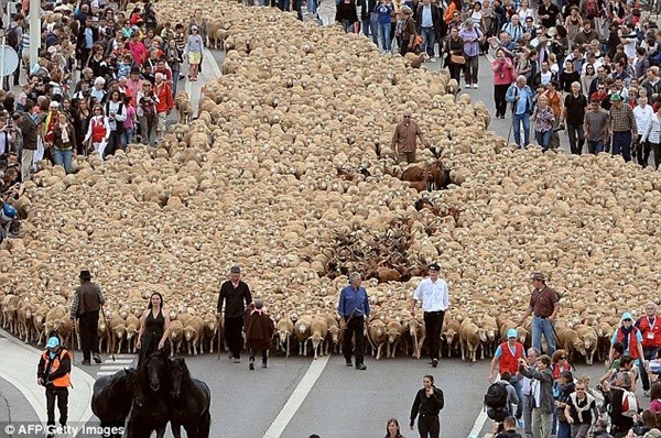 Người phụ nữ dẫn 3.000 chú cừu lừng lững tiến vào đường phố 4