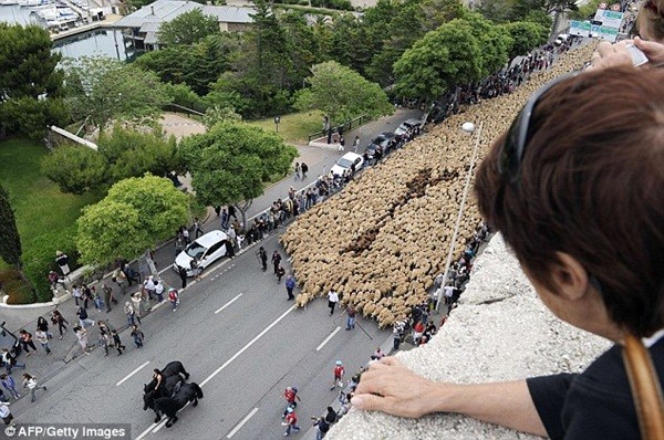 Người phụ nữ dẫn 3.000 chú cừu lừng lững tiến vào đường phố 5