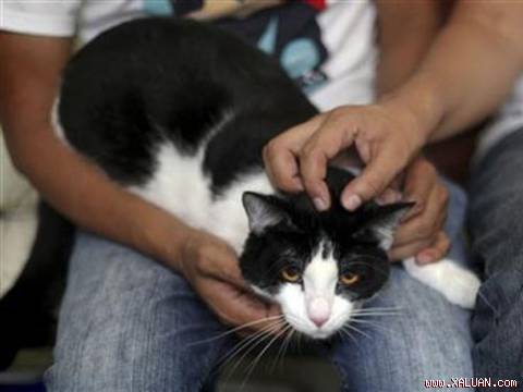 Con mèo thu hút được sự chú ý lớn với hơn 100.000 “like” trên tài khoản Facebook của riêng mình. Ảnh: AP