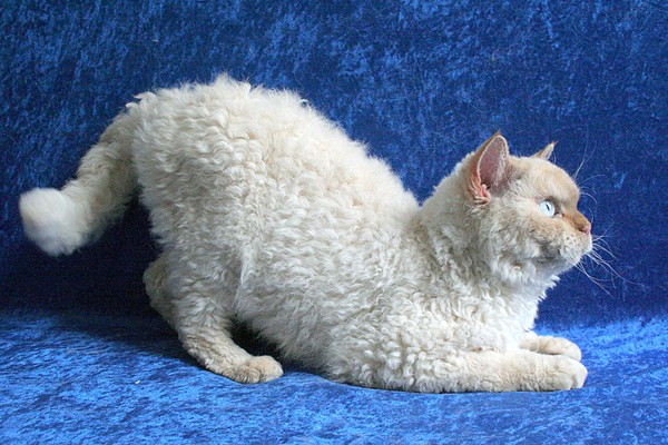 Giải mã giống mèo lạ mang bộ lông xoăn như cừu 1