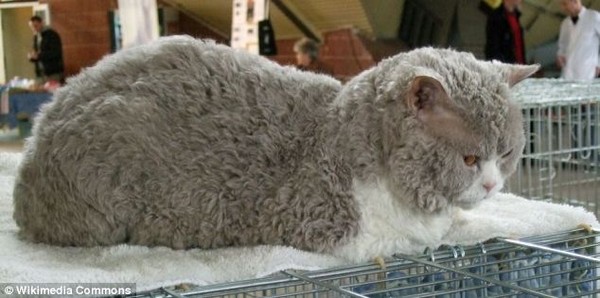 Giải mã giống mèo lạ mang bộ lông xoăn như cừu 5